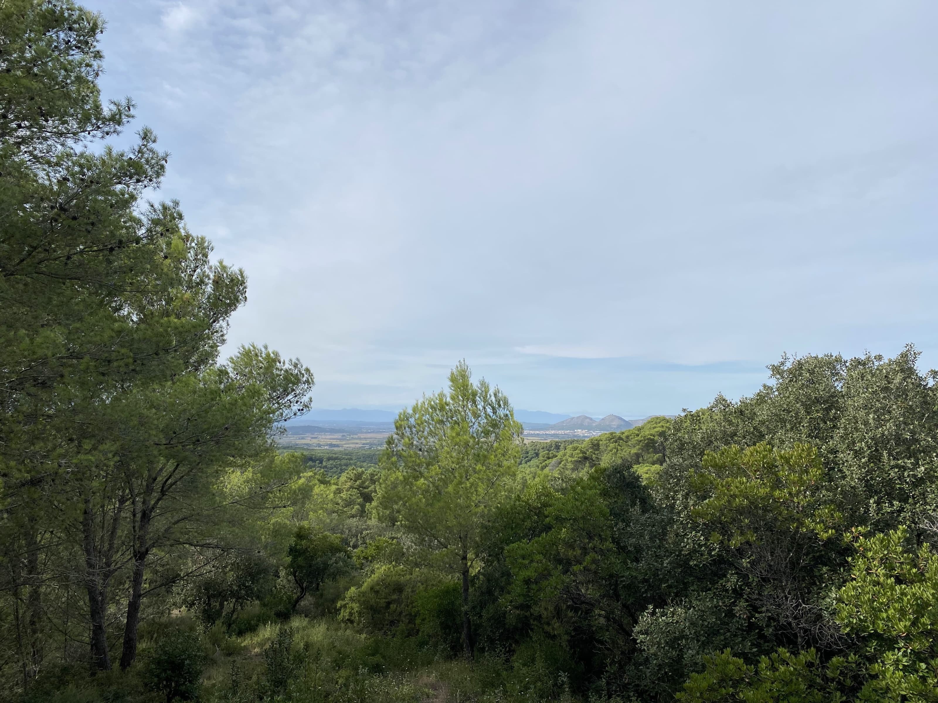 Rustic wooded forest with beautiful sea views